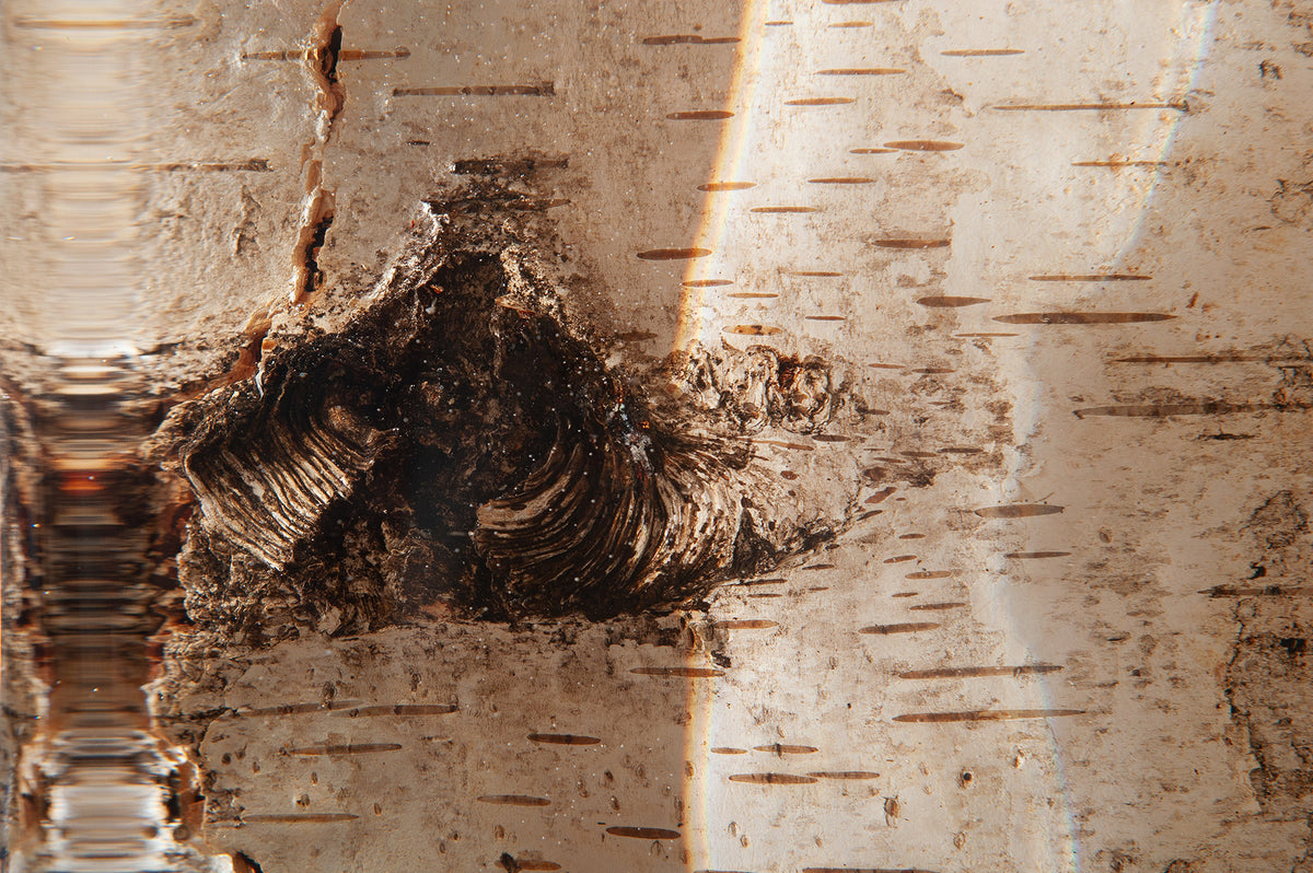 Birch Glass Log